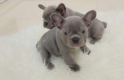 cuccioli bulldog francese blu occhi azzurri