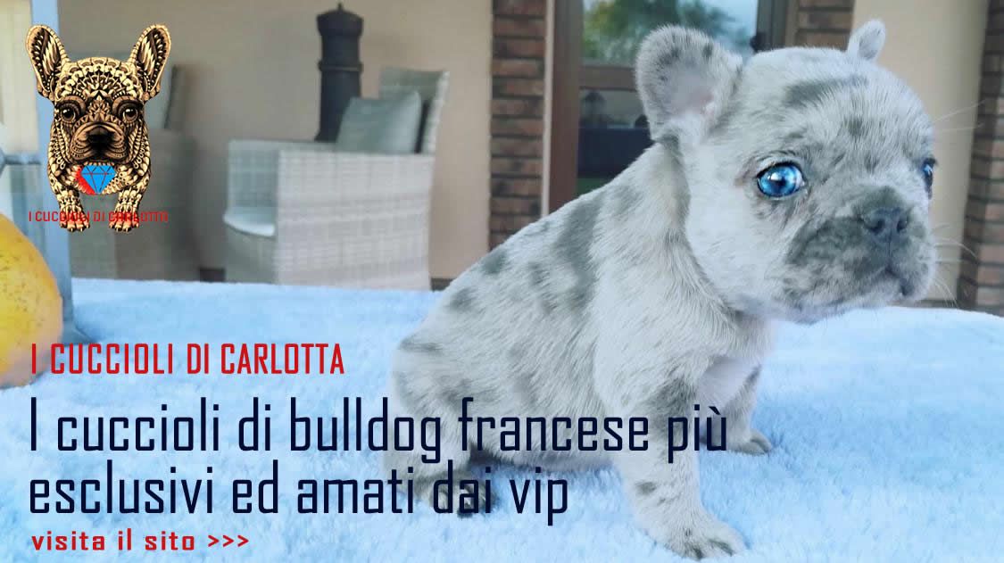 French Bulldog Puppy Bulldog Francese Cucciolo Louis Vuitton
